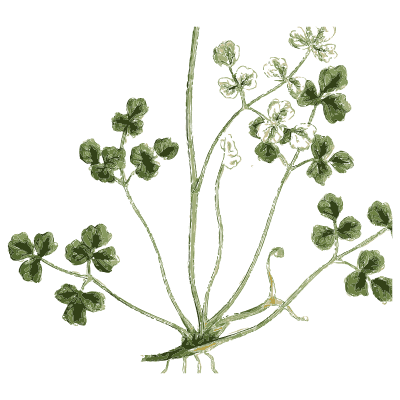 Sprawling round-leaved herb - English Botany, or Coloured Figures of British Plants, Volume 1 - 1863