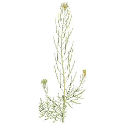 Slender cress with a flower spike - English Botany, or Coloured Figures of British Plants, Volume 1 - 1863