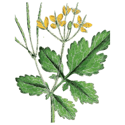 Greater celandine - English Botany, or Coloured Figures of British Plants, Volume 1 - 1863