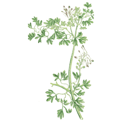 Fumitory - English Botany, or Coloured Figures of British Plants, Volume 1 - 1863