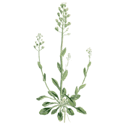 Whitlow grass - English Botany, or Coloured Figures of British Plants, Volume 1 - 1863