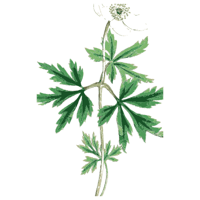 Cut-leaved wildflower stem - English Botany, or Coloured Figures of British Plants, Volume 1 - 1863