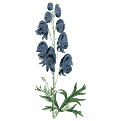 Monkshood - English Botany, or Coloured Figures of British Plants, Volume 1 - 1863