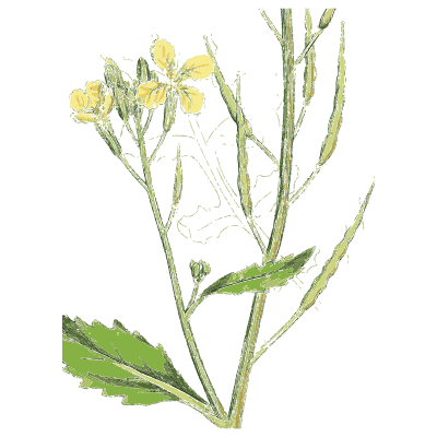 Yellow rocket - English Botany, or Coloured Figures of British Plants, Volume 1 - 1863
