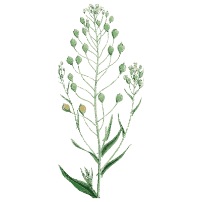 Cress with round seed pods - English Botany, or Coloured Figures of British Plants, Volume 1 - 1863