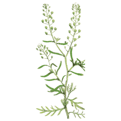 Swine cress - English Botany, or Coloured Figures of British Plants, Volume 1 - 1863