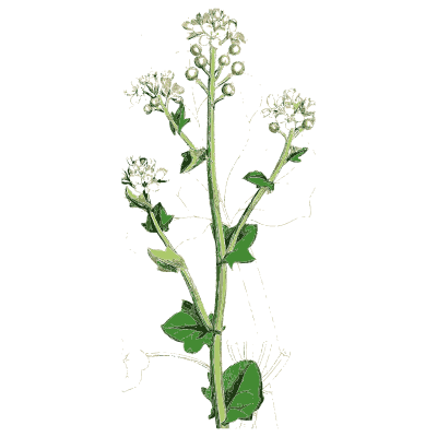 Scurvy grass - English Botany, or Coloured Figures of British Plants, Volume 1 - 1863