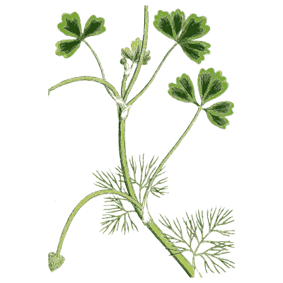 Lobed and feathery-leaved stem - English Botany, or Coloured Figures of British Plants, Volume 1 - 1863