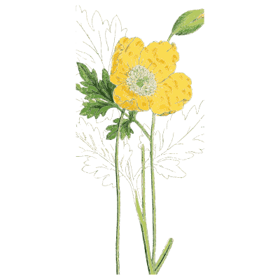 Welsh poppy - English Botany, or Coloured Figures of British Plants, Volume 1 - 1863