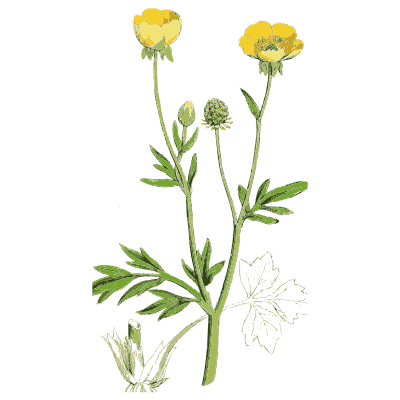 Bulbous buttercup - English Botany, or Coloured Figures of British Plants, Volume 1 - 1863