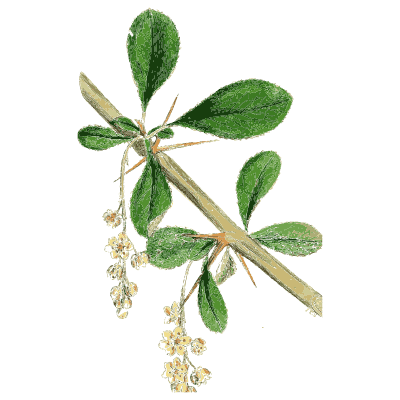 Box sprig - English Botany, or Coloured Figures of British Plants, Volume 1 - 1863