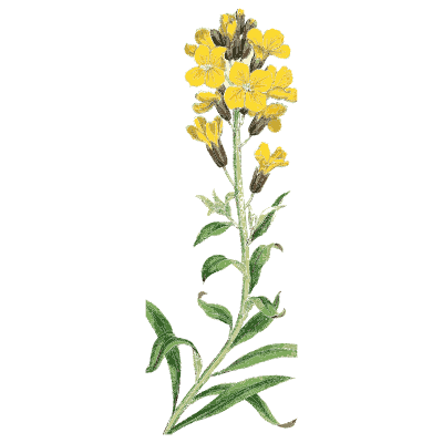 Wallflower - English Botany, or Coloured Figures of British Plants, Volume 1 - 1863