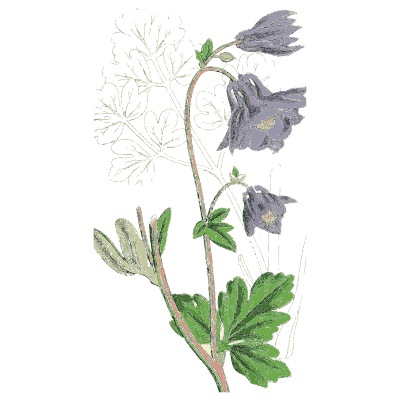 Columbine - English Botany, or Coloured Figures of British Plants, Volume 1 - 1863