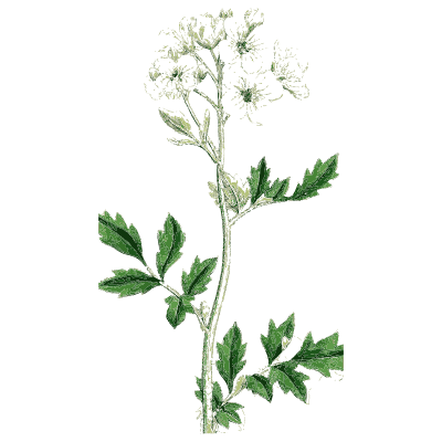 Watercress - English Botany, or Coloured Figures of British Plants, Volume 1 - 1863