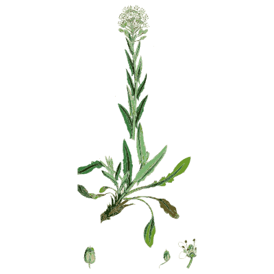 Hoary cress - English Botany, or Coloured Figures of British Plants, Volume 1 - 1863