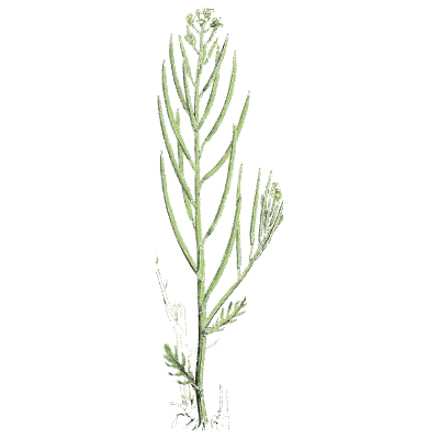 Slender mustard stem - English Botany, or Coloured Figures of British Plants, Volume 1 - 1863