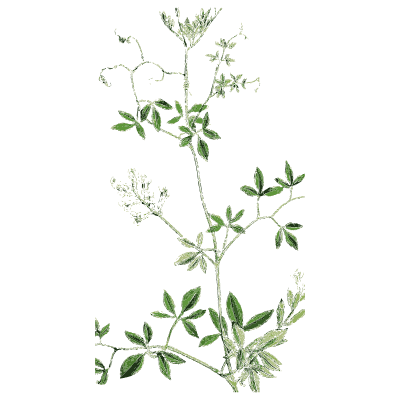 Trailing clover - English Botany, or Coloured Figures of British Plants, Volume 1 - 1863