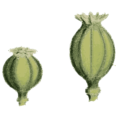 Poppy seed capsules - English Botany, or Coloured Figures of British Plants, Volume 1 - 1863