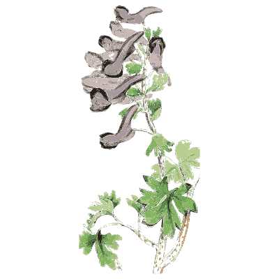 Corydalis - English Botany, or Coloured Figures of British Plants, Volume 1 - 1863