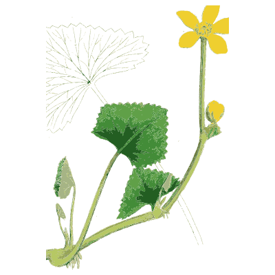 Lesser celandine 01 - English Botany, or Coloured Figures of British Plants, Volume 1 - 1863