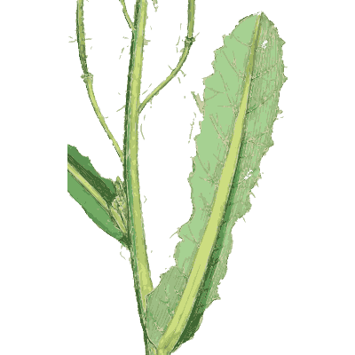 Clasping-leaved stem - English Botany, or Coloured Figures of British Plants, Volume 1 - 1863