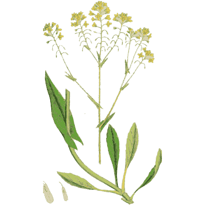 Yellow-flowered cress - English Botany, or Coloured Figures of British Plants, Volume 1 - 1863