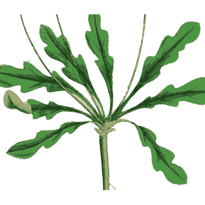 Leaf rosette with flowering stem - English Botany, or Coloured Figures of British Plants, Volume 1 - 1863