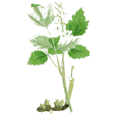 Currant sprig - English Botany, or Coloured Figures of British Plants, Volume 1 - 1863