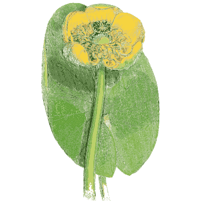 Yellow water lily 01 - English Botany, or Coloured Figures of British Plants, Volume 1 - 1863