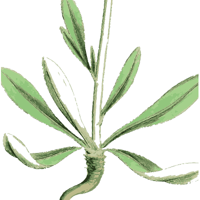 Narrow-leaved rosette on taproot - English Botany, or Coloured Figures of British Plants, Volume 1 - 1863