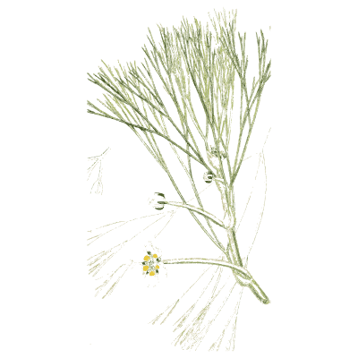 Fine-leaved cress 02 - English Botany, or Coloured Figures of British Plants, Volume 1 - 1863