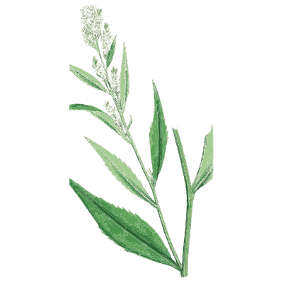 Toothed-leaved cress - English Botany, or Coloured Figures of British Plants, Volume 1 - 1863