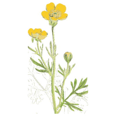 Buttercup with fibrous root - English Botany, or Coloured Figures of British Plants, Volume 1 - 1863