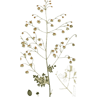 Stem of nodding seed heads - English Botany, or Coloured Figures of British Plants, Volume 1 - 1863