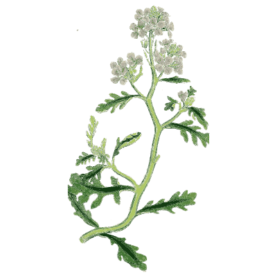 Cut-leaved umbellifer - English Botany, or Coloured Figures of British Plants, Volume 1 - 1863