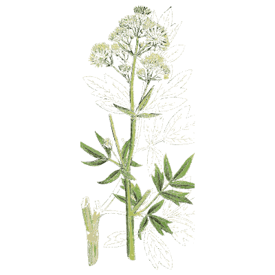 White-flowered umbellifer - English Botany, or Coloured Figures of British Plants, Volume 1 - 1863