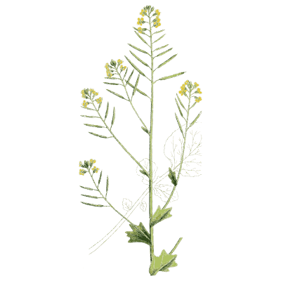 Mustard with upright pods - English Botany, or Coloured Figures of British Plants, Volume 1 - 1863