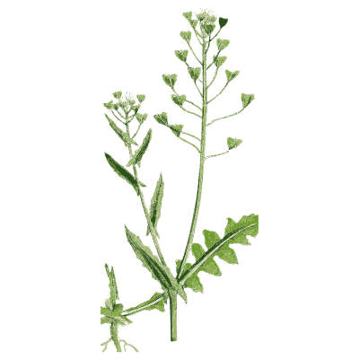 Shepherd's purse 02 - English Botany, or Coloured Figures of British Plants, Volume 1 - 1863