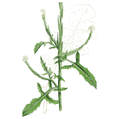 Rocket stem - English Botany, or Coloured Figures of British Plants, Volume 1 - 1863