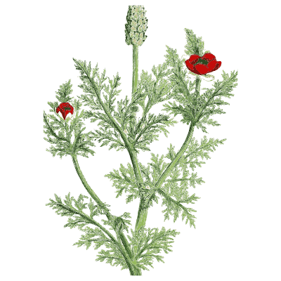 Pheasant's eye - English Botany, or Coloured Figures of British Plants, Volume 1 - 1863