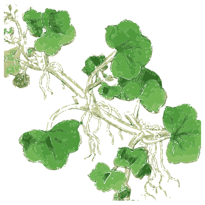 Marsh pennywort - English Botany, or Coloured Figures of British Plants, Volume 1 - 1863