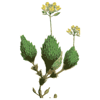 Hop cones - English Botany, or Coloured Figures of British Plants, Volume 1 - 1863