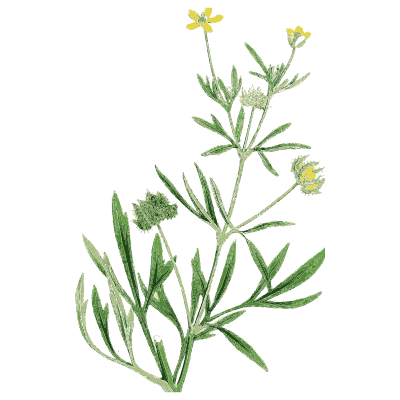 Branched yellow cress - English Botany, or Coloured Figures of British Plants, Volume 1 - 1863