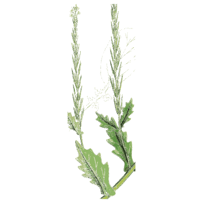 Cress with slender flower spikes - English Botany, or Coloured Figures of British Plants, Volume 1 - 1863