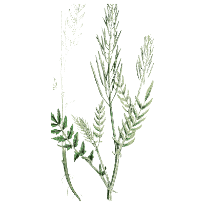 Slender pinnate cress - English Botany, or Coloured Figures of British Plants, Volume 1 - 1863