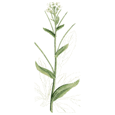 Tall clasping-leaved cress - English Botany, or Coloured Figures of British Plants, Volume 1 - 1863