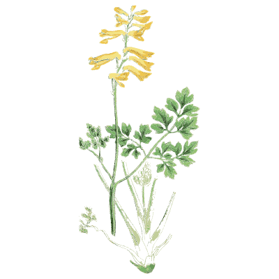 Yellow corydalis - English Botany, or Coloured Figures of British Plants, Volume 1 - 1863