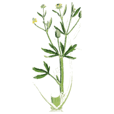 Whorl-leaved stem - English Botany, or Coloured Figures of British Plants, Volume 1 - 1863