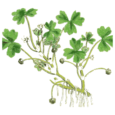Creeping runners with lobed leaves - English Botany, or Coloured Figures of British Plants, Volume 1 - 1863