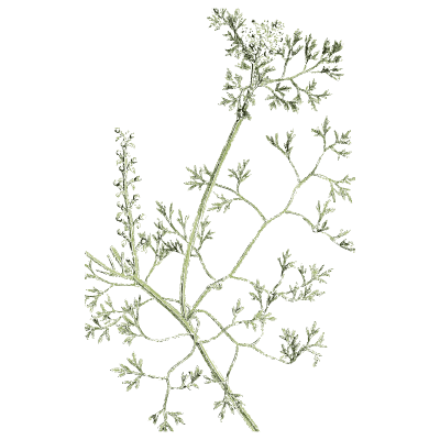 Fine branched seed-head stem - English Botany, or Coloured Figures of British Plants, Volume 1 - 1863